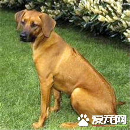 羅得西亞脊背犬掉毛程度 如何解決掉毛情況