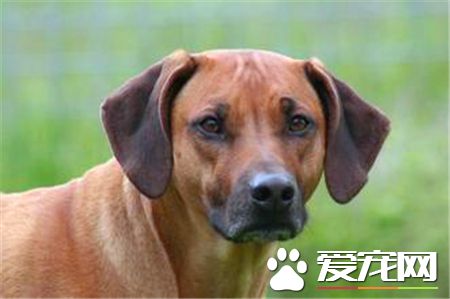 羅得西亞脊背犬掉毛程度 如何解決掉毛情況