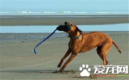 羅得西亞脊背犬攻擊人嗎 怎麼訓練不咬人