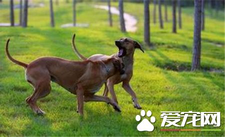 羅得西亞脊背犬的評價 一種非常溫順的狗狗