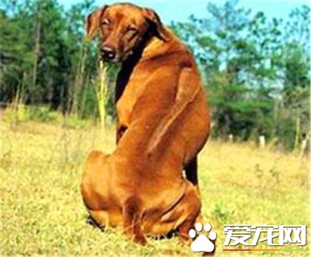 羅得西亞脊背犬掉毛程度 如何解決掉毛情況