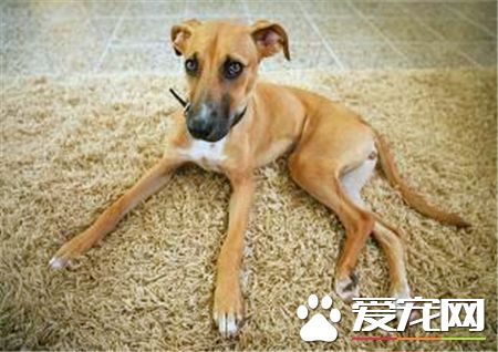 羅得西亞脊背犬的評價 一種非常溫順的狗狗