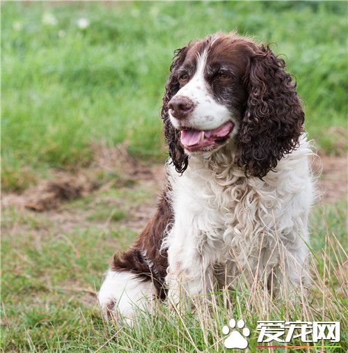 英國史賓格犬智商高嗎 史賓格犬智商不是很高
