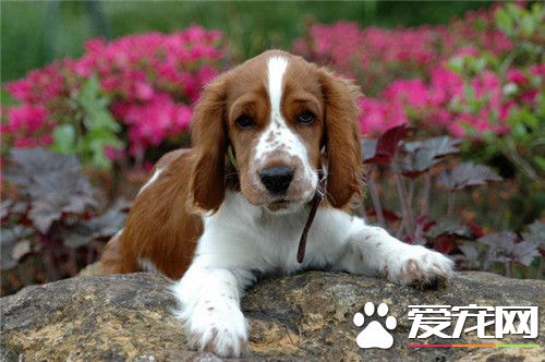 英國史賓格犬智商高嗎 史賓格犬智商不是很高
