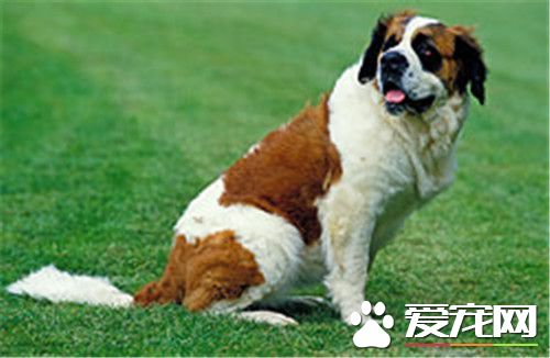 聖伯納犬智商排名 聖伯納犬智商排名在第65位