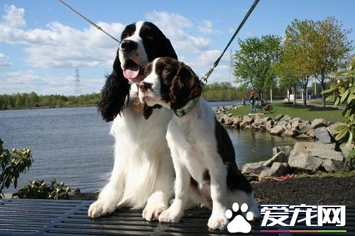 英國史賓格犬智商高嗎 史賓格犬智商不是很高