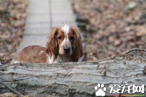 史賓格的性格 史賓格對主人極有感性