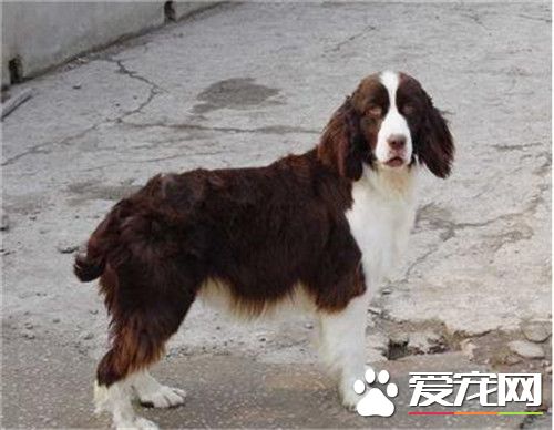 史賓格犬的習性 史賓格犬性情溫和易訓化