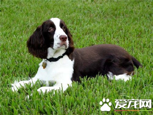 史賓格犬的品相 史賓格犬的基本形態特征