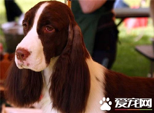 史賓格犬的品相 史賓格犬的基本形態特征