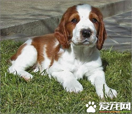 史賓格犬臭嗎 史賓格狗狗的體味比較小
