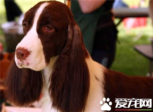 史賓格犬臭嗎 史賓格狗狗的體味比較小