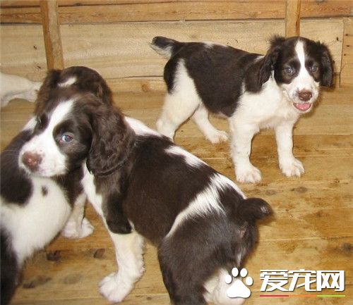 史賓格犬吃什麼狗糧 史賓格不能吃的六種食物
