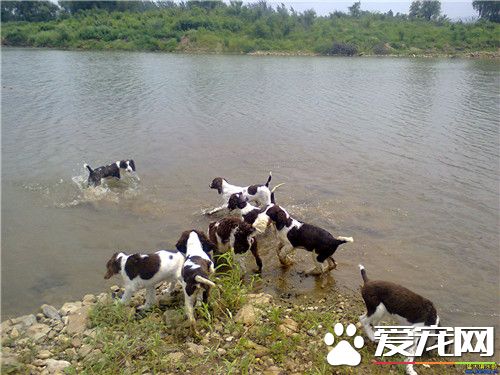 史賓格犬吃什麼狗糧 史賓格不能吃的六種食物