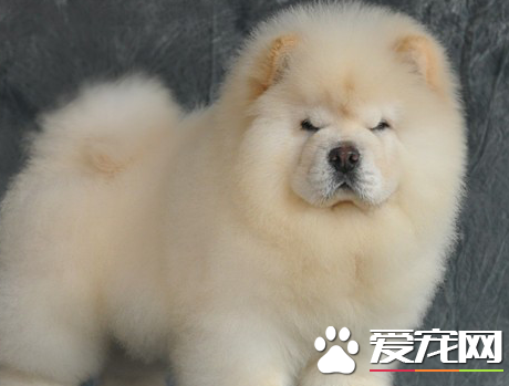 松獅犬有迷你種嗎 松獅犬標准身高為45到51厘米
