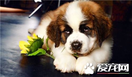 聖伯納犬粘人程度 聖伯納犬粘人程度比較高