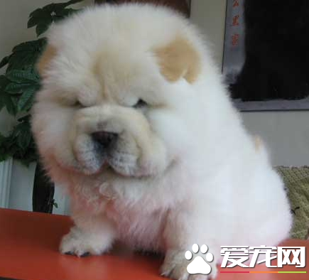 松獅犬原產地 松獅犬的原產地在中國