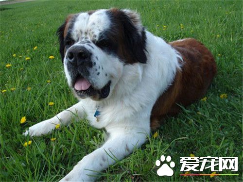 聖伯納犬粘人程度 聖伯納犬粘人程度比較高