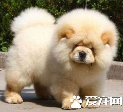 松獅犬原產地 松獅犬的原產地在中國