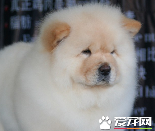 松獅犬一次喂多少 松獅幼犬要一天喂4次