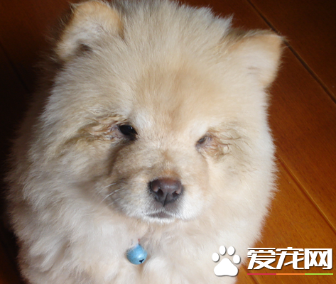 松獅犬一次喂多少 松獅幼犬要一天喂4次