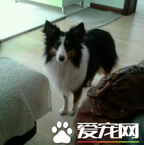 蘇格蘭牧羊犬的智商 蘇牧的智商排名在第16位