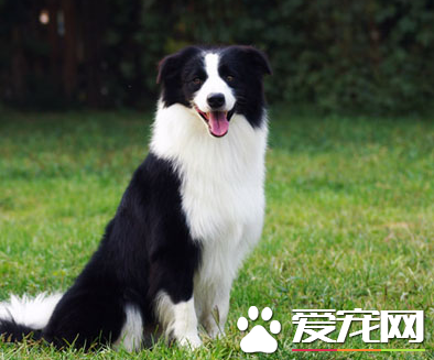 蘇格蘭牧羊犬的智商 蘇牧的智商排名在第16位