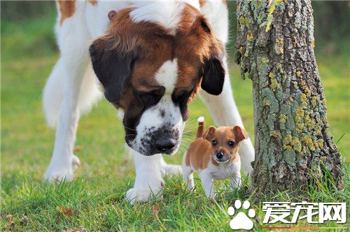 聖伯納犬怎麼樣 聖伯納犬對人十分溫順