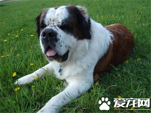 聖伯納犬怎麼樣 聖伯納犬對人十分溫順