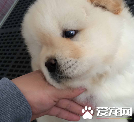 松獅犬有幾種顏色 松獅犬一共有五種顏色