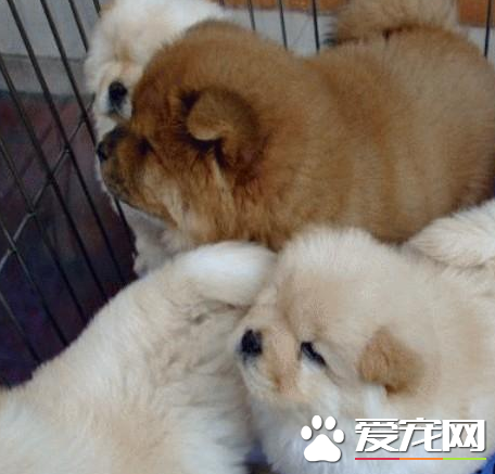 松獅犬有幾種顏色 松獅犬一共有五種顏色