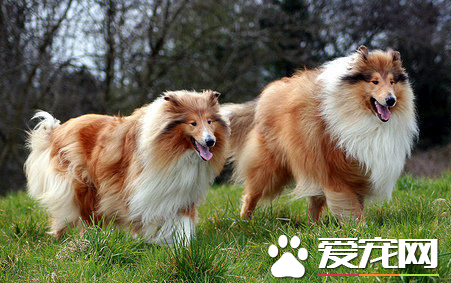 蘇格蘭牧羊犬多久發情 蘇牧發情期存在的問題