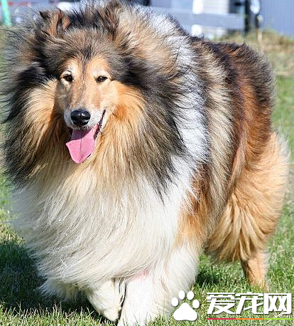 蘇格蘭牧羊犬的喂養 蘇格蘭牧羊犬喂食要點