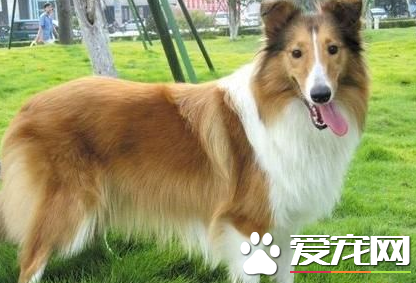 蘇格蘭牧羊犬的喂養 蘇格蘭牧羊犬喂食要點