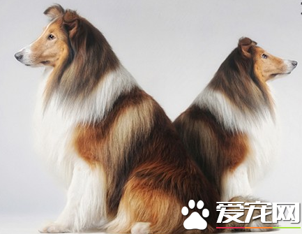 蘇格蘭牧羊犬吃什麼食物 蘇牧不能吃的太鹹