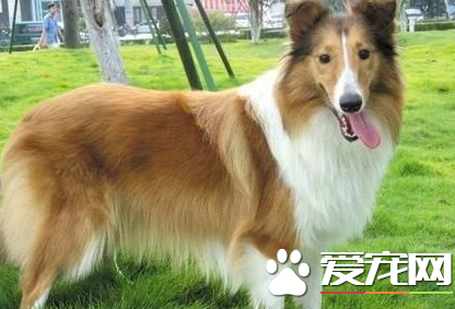 蘇格蘭牧羊犬吃什麼食物 蘇牧不能吃的太鹹