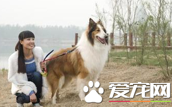 蘇格蘭牧羊犬吃什麼好 蘇牧平時都吃什麼