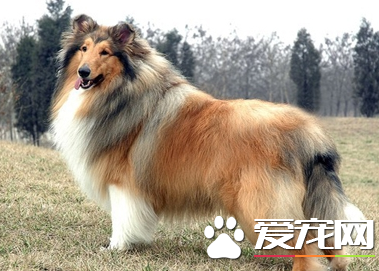 蘇格蘭牧羊犬吃什麼好 蘇牧平時都吃什麼