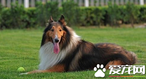 蘇格蘭牧羊犬多大成年 蘇格蘭牧羊犬能長多大