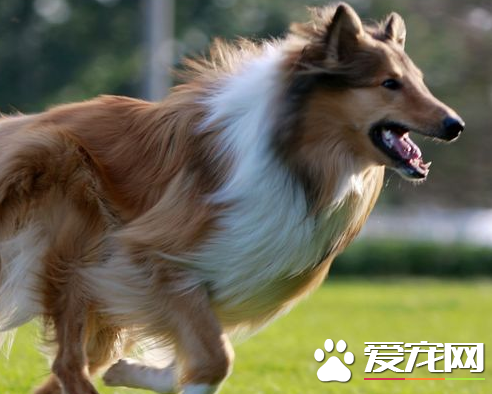 蘇格蘭牧羊犬多大成年 蘇格蘭牧羊犬能長多大