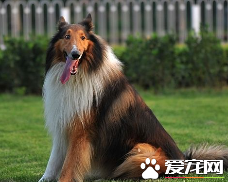 蘇格蘭牧羊犬多大成年 蘇格蘭牧羊犬能長多大