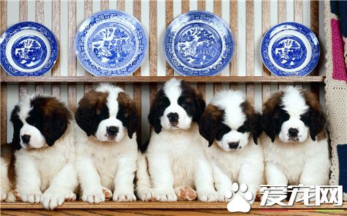 聖伯納犬聽話程度 如何訓練讓聖伯納聽話