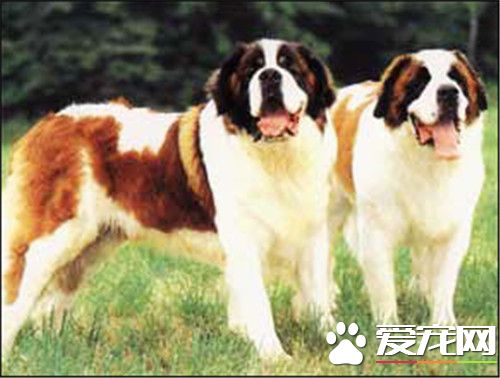 聖伯納犬習性 聖伯納犬個性十分溫順