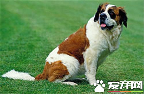 聖伯納犬習性 聖伯納犬個性十分溫順