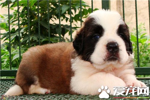 聖伯納犬習性 聖伯納犬個性十分溫順