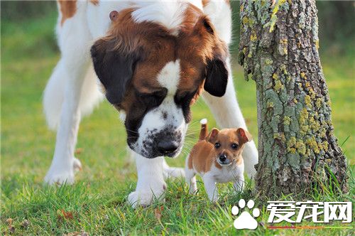 聖伯納犬聽話程度 如何訓練讓聖伯納聽話
