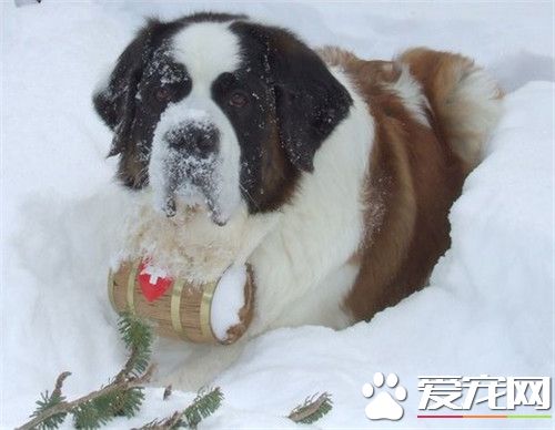 聖伯納犬聽話程度 如何訓練讓聖伯納聽話