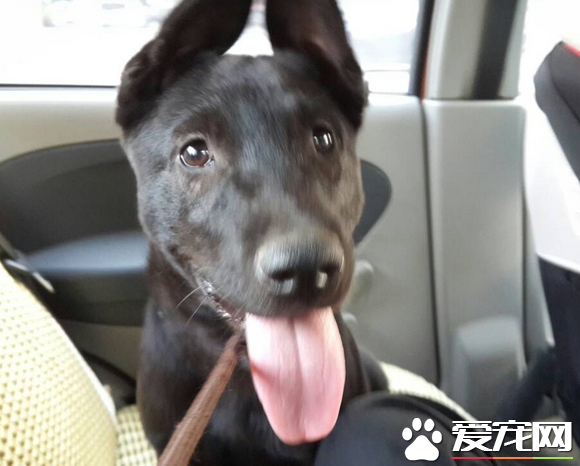 法老王獵犬怎麼樣 整體外觀是優雅有力敏捷