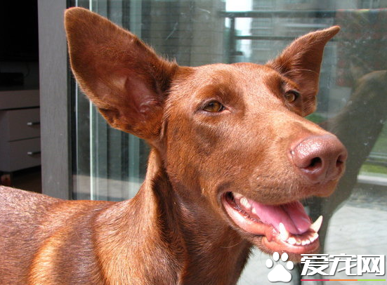 法老王獵犬怎麼樣 整體外觀是優雅有力敏捷
