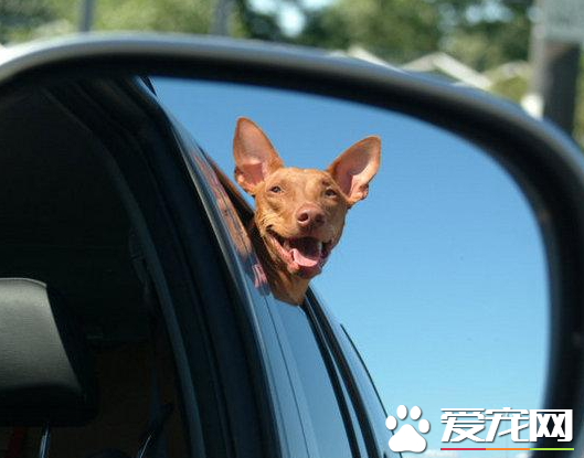 法老王獵犬有嗅覺嗎 法老王獵犬是有嗅覺的